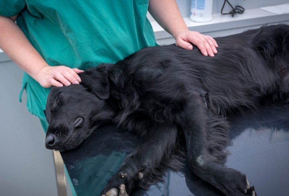 Schwarzer Hund liegt auf dem Behandlungstisch